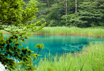 flickr/davelau