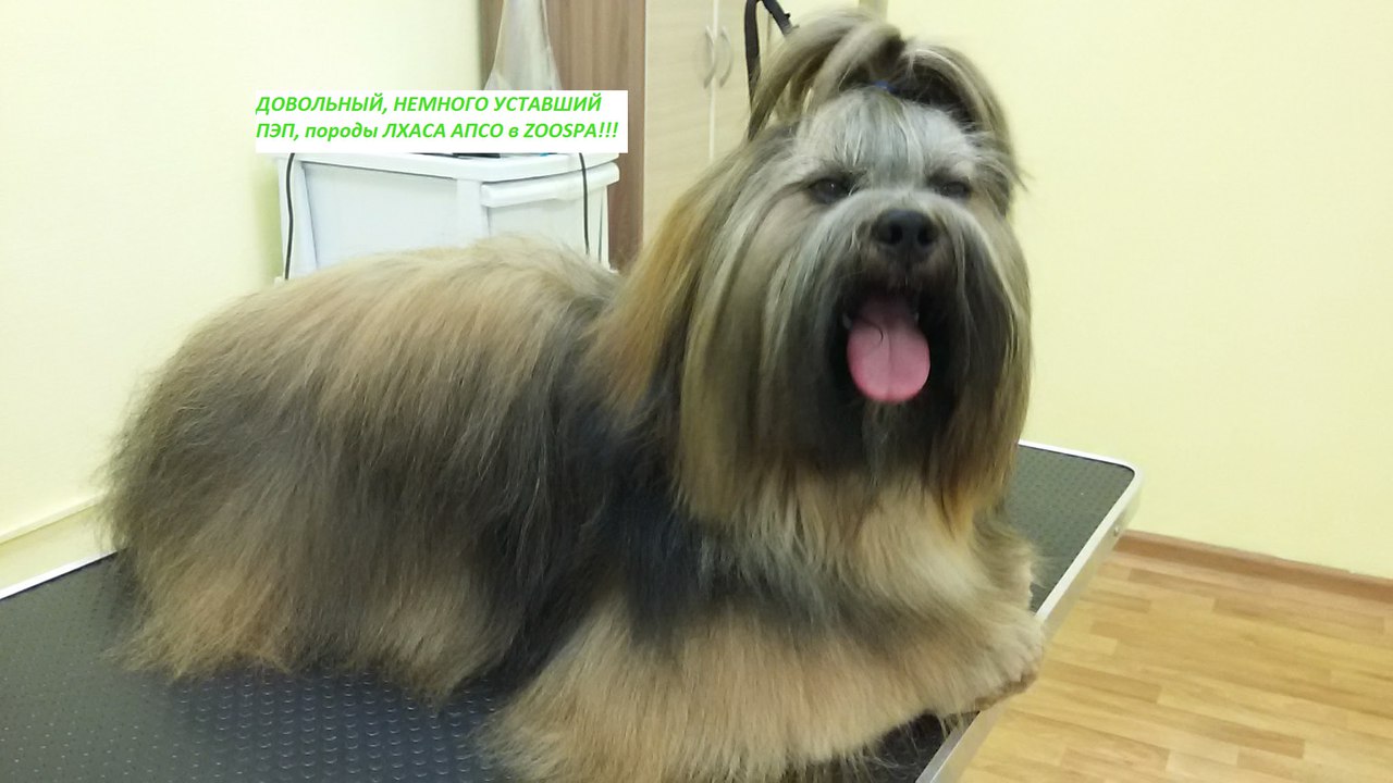 DogSpa, салон стрижки собак и кошек, Кожзаводская, 100/1, Челябинск — 2ГИС