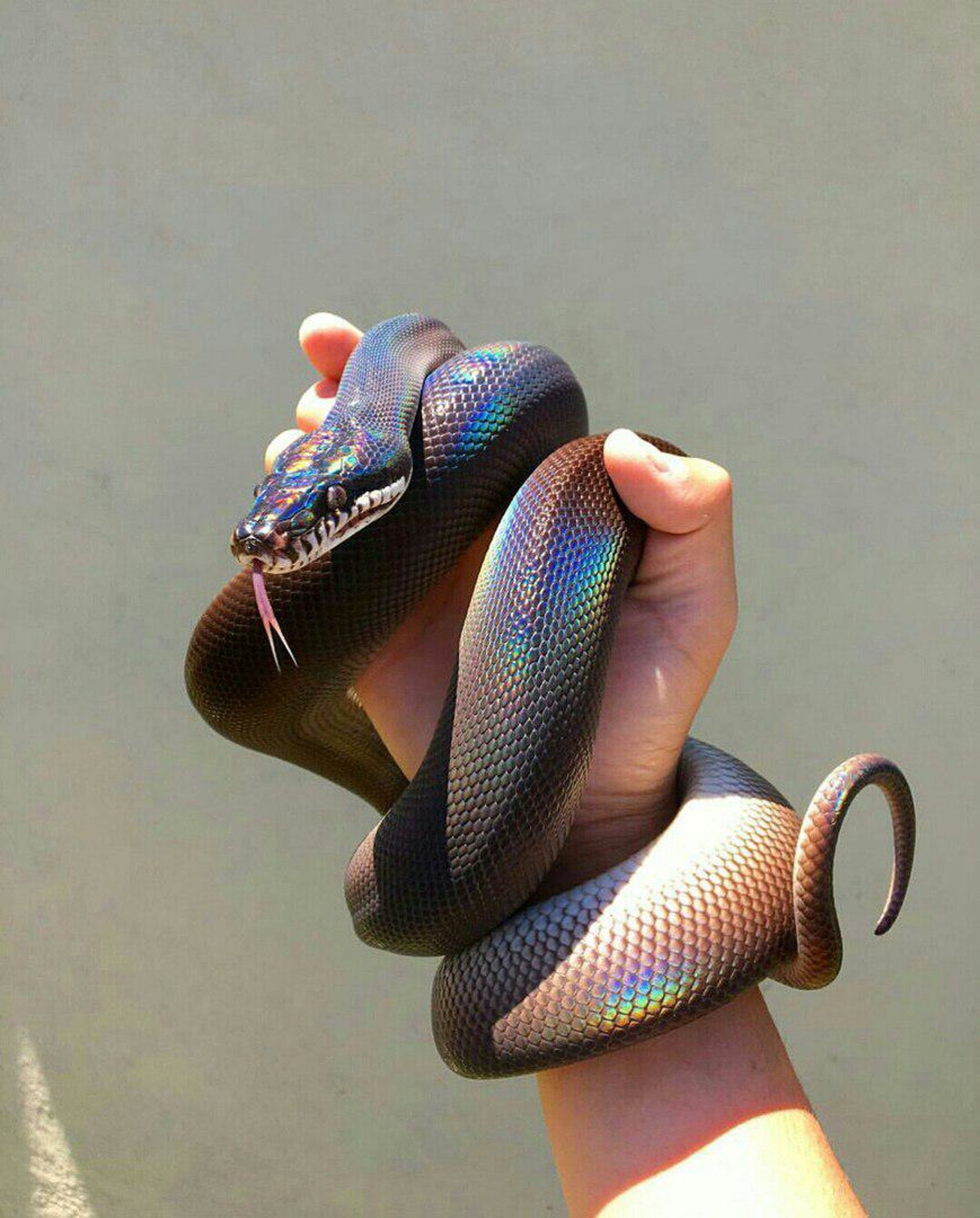 фото змеи на аватарку