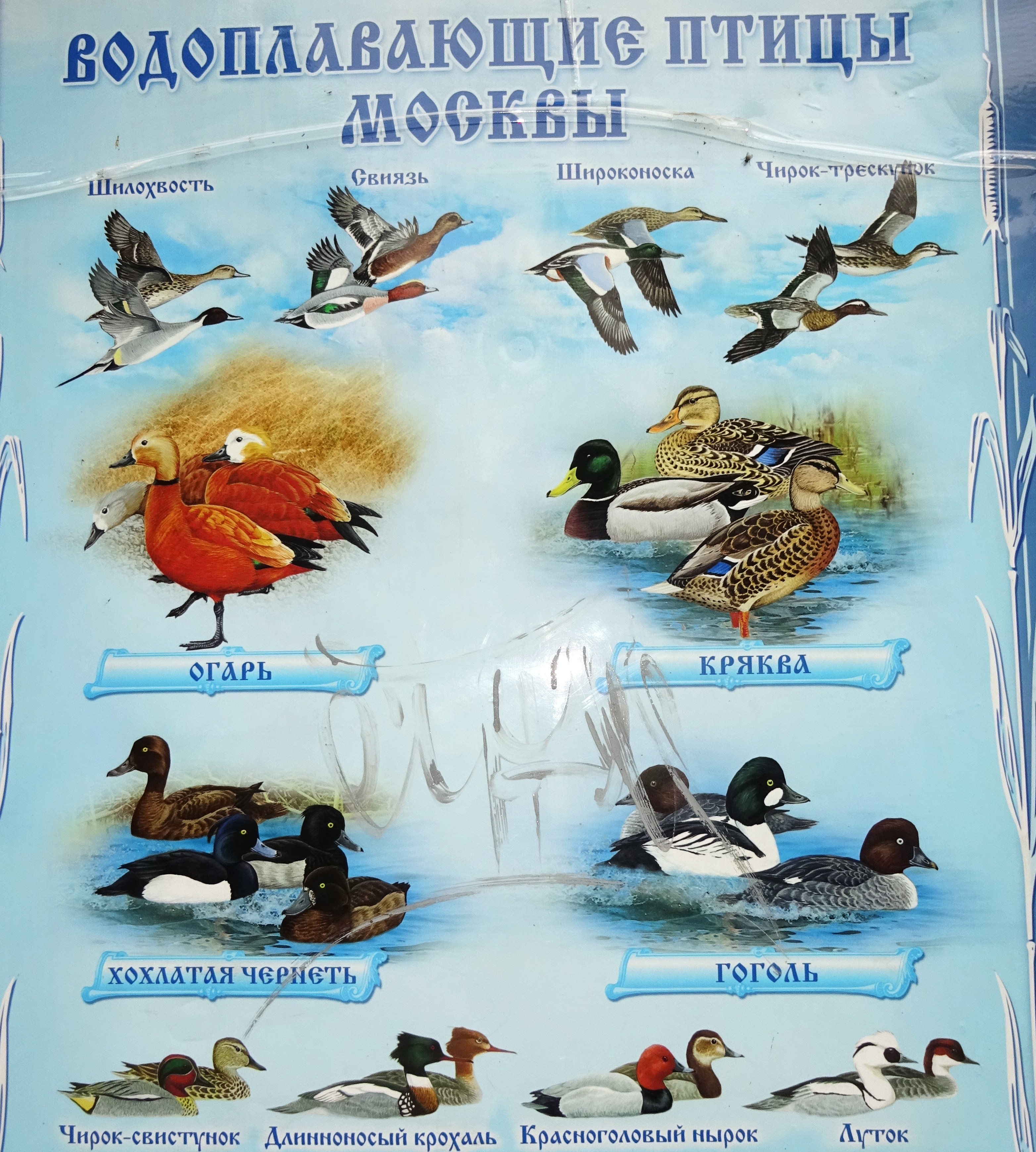 Управление эколого-просветительской деятельности Мосприрода, Мичуринский проспект, 13, Москва — 2ГИС